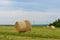 mown grass, dry grass twisted into bales, haystacks