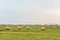 mown grass, dry grass twisted into bales, haystacks