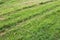 Mown green grass in field close up, top view