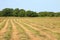 Mown hayfield on a summer day