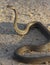 Mozambique Spitting Cobra