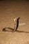 Mozambique Spitting Cobra