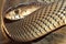 Mozambique Spitting Cobra, Wildlife Reserve Botswana