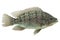 Mozambique Tilapia Fish