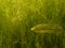Mozambique Tilapia Fish Swimming Past Aquatic Weeds Oreochromis mossambicus