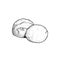 Mozzarella cheese balls. Hand drawn sketch style drawing of traditional Italian cheese made from buffalo milk. Fresh soft butter c