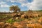 Mpumalanga region near Graskop. Blyde river canyon, South Africa