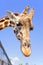 Mr. Giraffe says hello!
