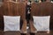 Mr Miss sign on chair cushions wedding decorations