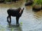 Mr. Moose wading in Lake San Cristobal