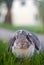 Mr Wuffles, the floppy eared rabbit