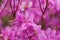 Mrs. Farrers rhododendron, Rhododendron farrerae