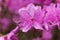 Mrs. Farrers rhododendron, Rhododendron farrerae