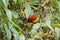 Mrs Gould`s Sunbird in orange yellow with metallic tail feeding