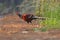 Mrs Hume`s pheasant Male at Sunset