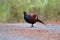 Mrs Hume`s pheasant Syrmaticus humiae Beautiful Male Birds of Thailand