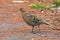 Mrs Hume`s pheasant Syrmaticus humiae Female Birds of Thailand