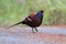 Mrs Hume`s pheasant Syrmaticus humiae Male Birds of Thailand