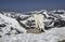 On Mt. Evans, wild goats lies around in the sunshine.