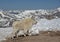 On Mt. Evans, wild goats lies around in the sunshine.