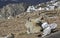 On Mt. Evans, wild goats lies around in the sunshine.