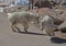 On Mt. Evans, wild goats together.