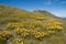 Mt Feathertop