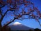 Mt fuji-449