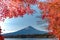 Mt Fuji in autumn behind the red maple tree from Lake Kawaguchi in Yamanashi