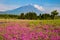 Mt. Fuji with beautiful pink Shibazakura flower filed in Yamanashi, Japan