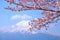 Mt Fuji and Cherry Blossom in Japan Spring Season (Japanese Cal