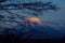 Mt Fuji (Japan ) sunset with snow cap and trees