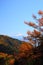 Mt. Fuji and Japanese larch