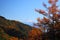 Mt. Fuji and Japanese larch
