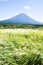 Mt. Fuji with Japanese Pampas Grass in Autumn