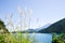 Mt. Fuji with Japanese Pampas Grass in Autumn, Japan