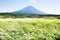 Mt. Fuji with Japanese Pampas Grass in Autumn, Japan