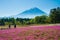 Mt.Fuji with pink Shibazakura field