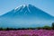 Mt.Fuji with pink Shibazakura field