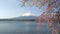 mt fuji with pink and white cherry blossoms in japan