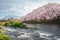 Mt. Fuji with sakura at Urui river in Springtime, Japan