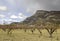 Mt Garfield and the Blooming Peach Trees of Palisade Colorado