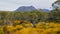 Mt gould and the buttongrass plains of tasmania`s lake st clair national park