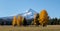 Mt Hood with bright yellow trees in the foreground in the fall