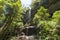 Mt Irvine in Blue Mountains, Australia. Green lush rainforest wet and humid on a sunny day.