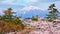 Mt. Iwaki with Full bloom Sakura - Cherry Blossom at Hirosaki park in Japan