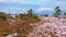 Mt. Iwaki with Full bloom Sakura - Cherry Blossom at Hirosaki park in Japan