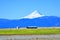 Mt Jefferson central Oregon behind farm