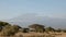 Mt kilimanjaro with acacia trees at amboseli, kenya