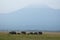 Mt. Kilimanjaro and elephants